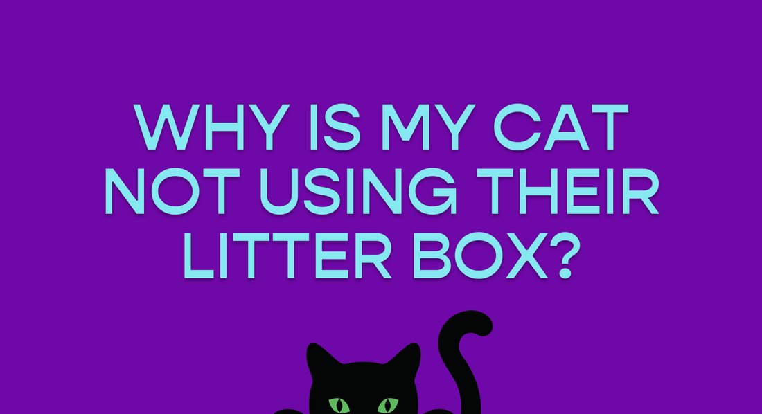 Litter Box Aversion: Why Your Cool Cat May Be Acting Up